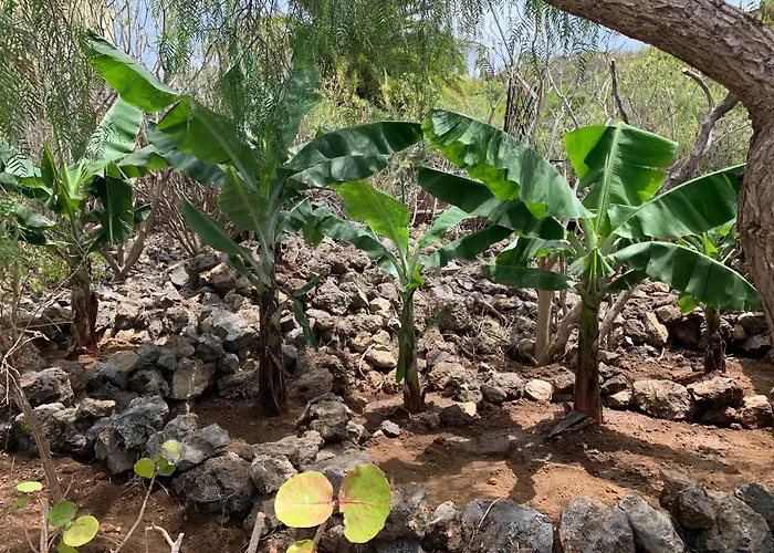 Bella Vista - Tabaiba *